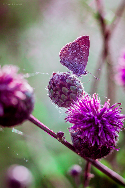 modraszek z drohiczyna