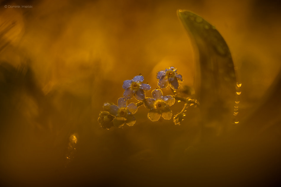 niezapominajka o wschodzie słońca