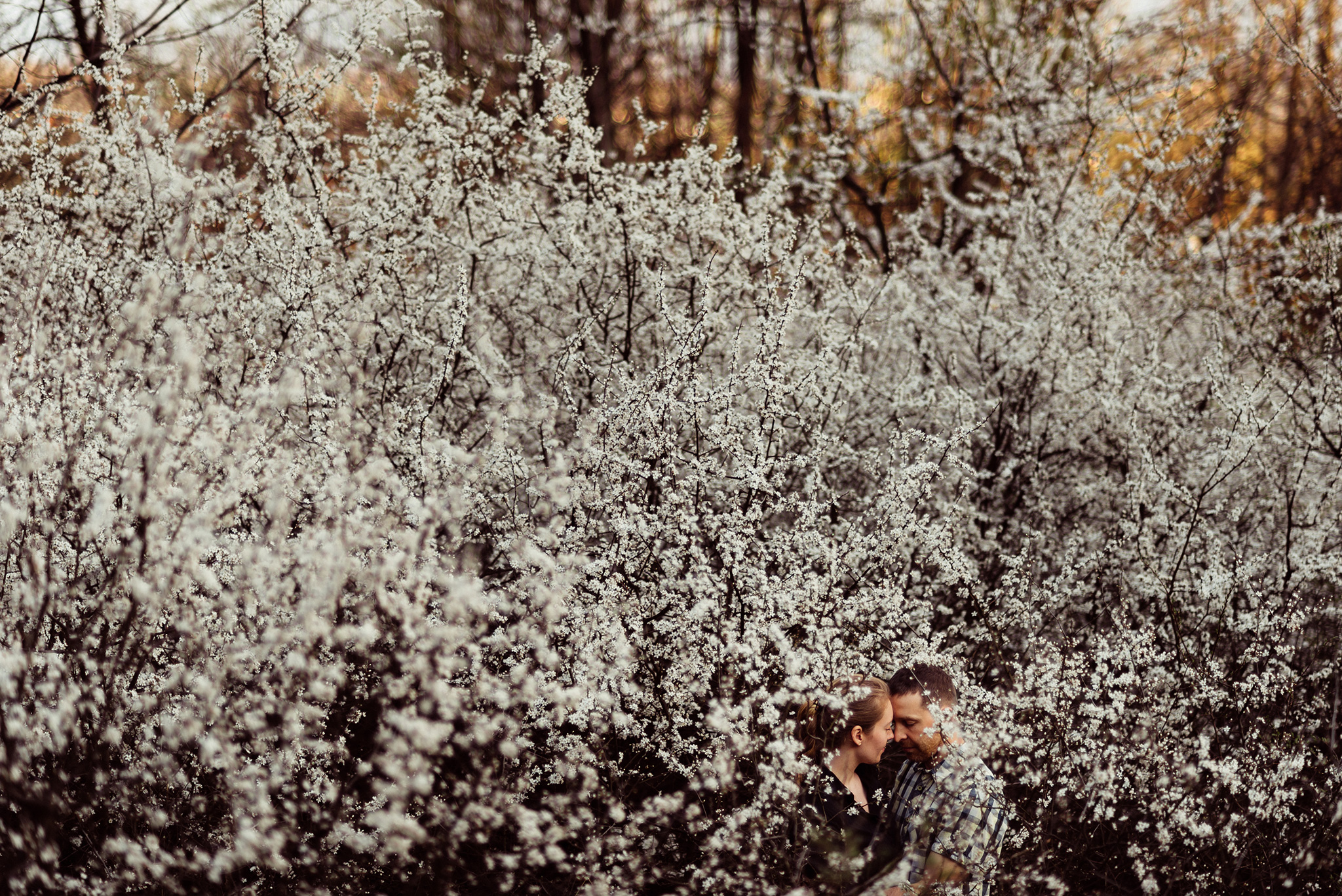 Sesja narzeczeńska w dzikim sadzie